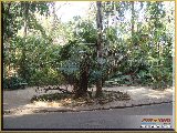 Bosque Municipal F�bio Barreto - Zool�gico. - Fonte: 
