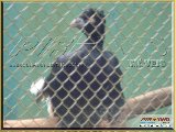 Bosque Municipal F�bio Barreto - Zool�gico. - Fonte: 