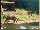 Bosque Municipal F�bio Barreto - Zool�gico. - Fonte: 