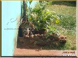 Bosque Municipal F�bio Barreto - Zool�gico. - Fonte: 