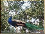 Bosque Municipal F�bio Barreto - Zool�gico. - Fonte: 