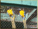 Bosque Municipal F�bio Barreto - Zool�gico. - Fonte: 