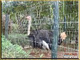 Bosque Municipal F�bio Barreto - Zool�gico. - Fonte: 
