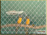Bosque Municipal F�bio Barreto - Zool�gico. - Fonte: 
