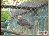 Bosque Municipal F�bio Barreto - Zool�gico. - Fonte: 