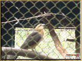 Bosque Municipal F�bio Barreto - Zool�gico. - Fonte: 