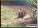 Bosque Municipal F�bio Barreto - Zool�gico. - Fonte: 