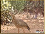 Bosque Municipal F�bio Barreto - Zool�gico. - Fonte: 