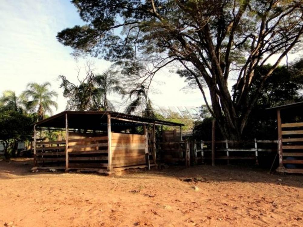 Comprar Rural / Chácara em Ribeirão Preto apenas R$ 850.000,00 - Foto 17 Comprar Rural / Chácara em Ribeirão Preto apenas R$ 850.000,00 - Foto 17