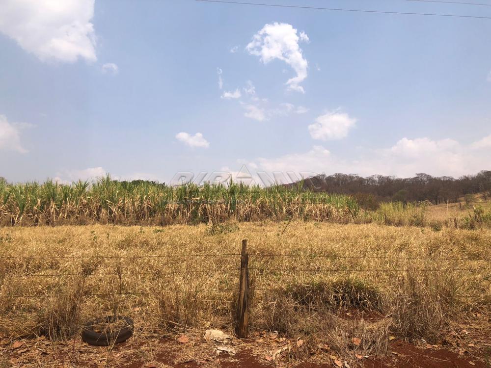 Comprar Rural / Sítio em Jardinópolis R$ 1.600.000,00 - Foto 11 Comprar Rural / Sítio em Jardinópolis R$ 1.600.000,00 - Foto 11
