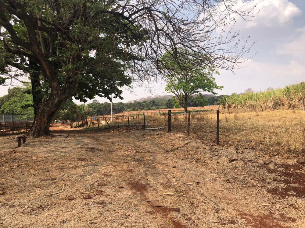 Comprar Rural / Sítio em Jardinópolis R$ 1.600.000,00 - Foto 13 Comprar Rural / Sítio em Jardinópolis R$ 1.600.000,00 - Foto 13