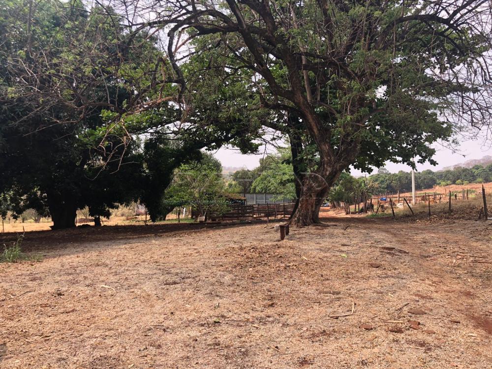 Comprar Rural / Sítio em Jardinópolis R$ 1.600.000,00 - Foto 14 Comprar Rural / Sítio em Jardinópolis R$ 1.600.000,00 - Foto 14