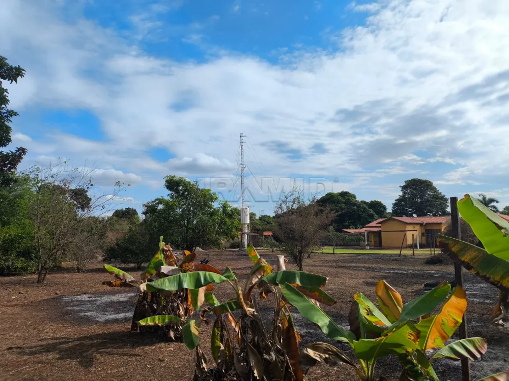 Comprar Rural / Ch&aacute;cara em Bonfim Paulista (Ribeir&atilde;o Preto) R$ 750.000,00 - Foto 14