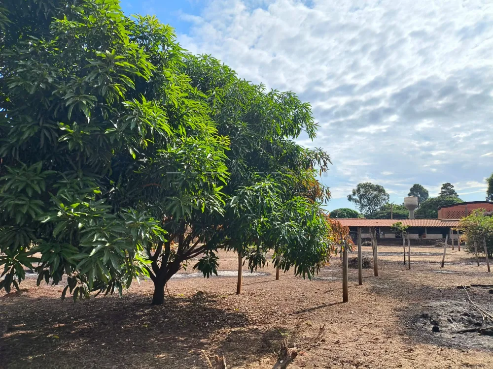 Comprar Rural / Ch&aacute;cara em Bonfim Paulista (Ribeir&atilde;o Preto) R$ 750.000,00 - Foto 15
