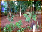imagem 2 - Rural - Chácara imagem 2 - Rural - Chácara