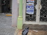 Alugar Comercial / Sala em Ribeirão Preto. apenas R$ 830,00