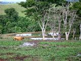 imagem 5 - Rural - Sítio imagem 5 - Rural - Sítio