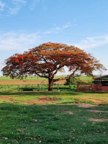 imagem 4 - Rural - Sítio imagem 4 - Rural - Sítio